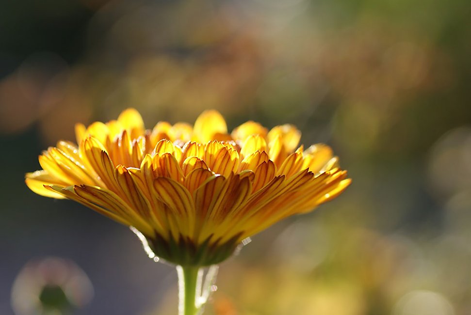 Bilden har fokus på en vacker organegul blomma.